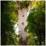 slides/Giant kauri tree.jpg  Giant kauri tree
